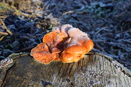Orange mushrooms on a stub. New life on dead wood