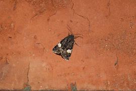 Бабочка на стене