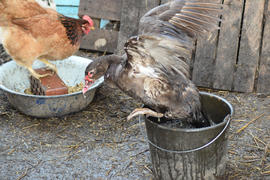 Musky duck bathes in a bucket of water. The maintenance of musky ducks in a household