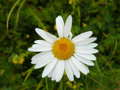The Camomile flowers. Blossoming of angiospermous plants
