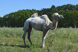 Camel on a pasture. Animals on private farm
