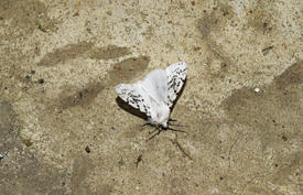 Бабочка на бетонном полу.
