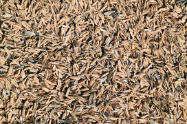 The detail of rice husks for background