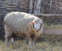 Овца у плетеного деревянного забора 