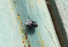 Seated big black fly. Scavenger peddler and microbes
