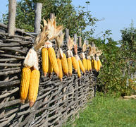 Сушки початков кукурузы на открытом воздухе.