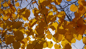 Желтые листья липы. Пожелтение листьев на ветках дерева