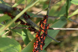 Firebugs mating and walking backwards. Spring nature fire bug red insects macro