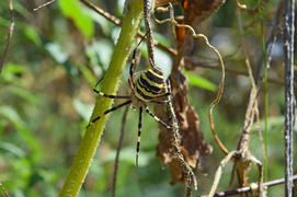 Argiopa Spider on the web. Arachnid predator. Spider crawling on the dry grass
