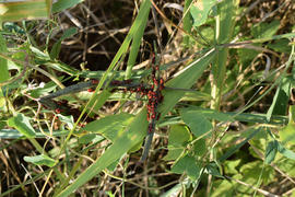 Firebugs mating and walking backwards. Spring nature fire bug red insects macro. Red bugs