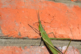 Green locusts, orthoptera insect. Ordinary locusts on a brick wall