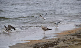 Чайка на берегу пляжа 
