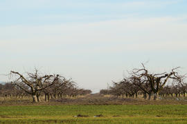 Cropped trees in the apple orchard. Care orchard, pruning trees