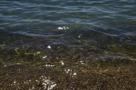 The transparent sea water near the shore.