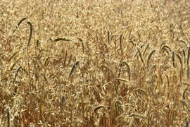 Фон, пшеничное поле 