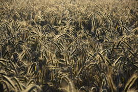 Фон. Пшеничное поле 