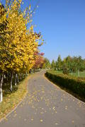 Золотая осень в парке 