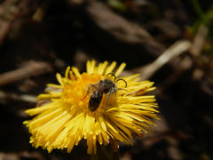 Мохнатая пчела на весенних цветах
