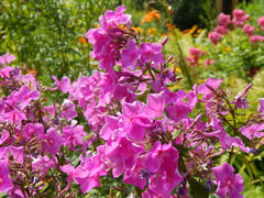 Фиолетовые летние цветы