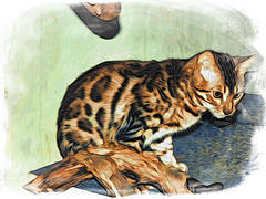 Рисунок бенгальской котенка