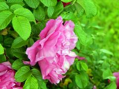 Красивые цветы дикой розы
