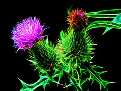 Цветы лугового репейника в неоновом свете