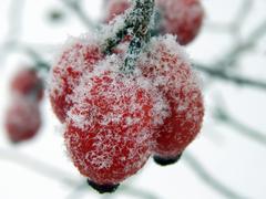 Красные ягоды дикого шиповника холодным утром крупным планом