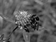 Пчела на клевере в черно-белом стиле
