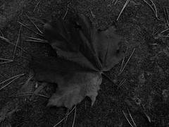 Кленовый лист в черно белом изображении