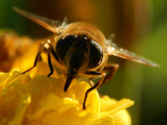 Пчела собирает нектар