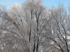 Снег на ветках деревьев в морозное утро
