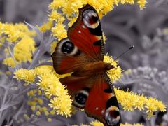 Бабочка на желтых цветах на черно белом фоне