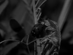 Beautiful ladybug on grass in black and white image