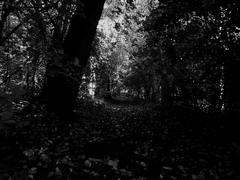 Старый таинственный забытый парк в черно-белом изображении