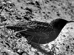 Дикая лесная птица дрозд на черно белом изображении
