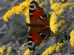 Бабочка на желтых цветах на черно белом фоне