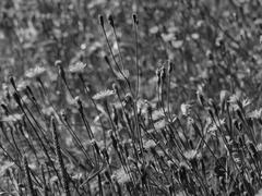Луговые цветы на черно-белом фотоснимке