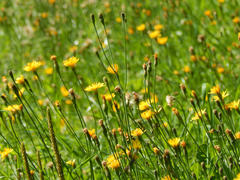 Желтые луговые цветы