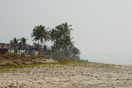 Palm grove on the beach in Goa India