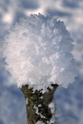 Fluffy snow on a tree