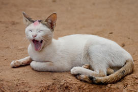 Indian village cat yawns