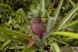 Decorative pineapple growing in the woods of the Indian state of Goa