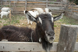 Black goat in a pen on the farm
