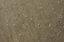 Sand and shells on the beach in the state of Goa in India