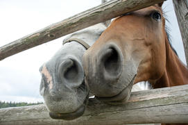 Two horses in the corral muzzle