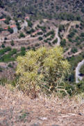 Горные растения Кипра