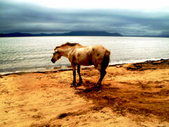 Лошадь на песчаном берегу 