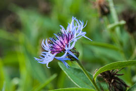Голубой цветок на зеоеном фоне 