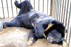Черный медведь отдыхает, лежа в клетке