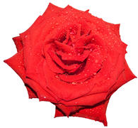 Красная  роза на белом фоне